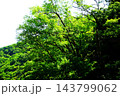 【神奈川県】緑の葉が生い茂る木々 143799062