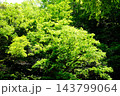 【神奈川県】新緑の森の中で陽射しを受ける樹木 143799064