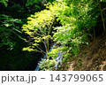 【神奈川県】新緑に包まれる秘境の滝 143799065