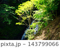 【神奈川県】新緑に包まれる秘境の滝 143799066