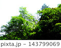 【神奈川県】新緑の葉を付けた樹木 143799069