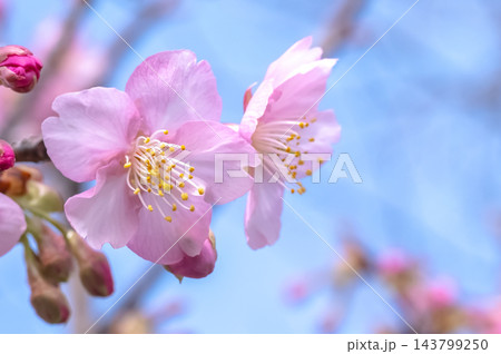青空と河津桜の開花 青空と河津桜の開花 143799250