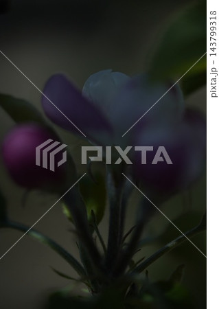 ピンクの花が咲いた ピンクの花が咲いた 143799318