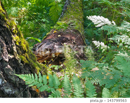 Fallen log with moss and ferns in dense green forest Fallen log with moss and ferns in dense green forest 143799563
