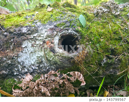 Mossy log with dark hole surrounded by forest leaves 143799567