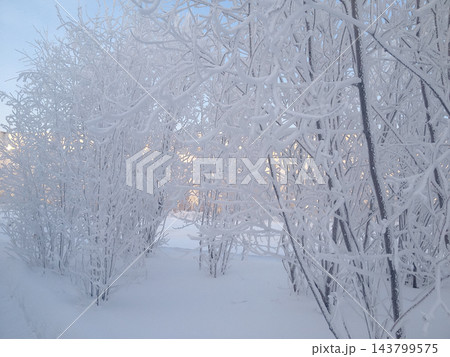 Close-up of white frost covered tree branches and bushes in a snowy winter landscape 143799575