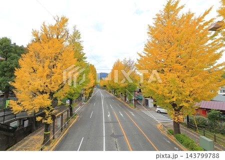 八王子甲州街道沿い・黄金色のイチョウ並木 八王子甲州街道沿い・黄金色のイチョウ並木 143799788