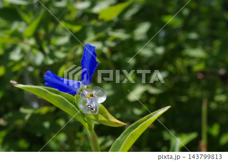 露草 露草 143799813