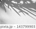 Abstract natural tree branch leaves shadow on white wall background 143799903