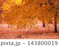 Golden autumn in a park, trees with bright yellow foliage and fallen leaves on the ground 143800019
