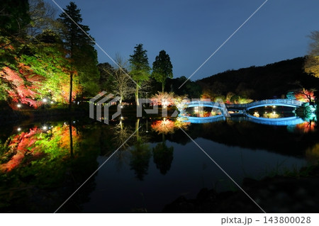 「東京都町田市」薬師池公園の紅葉ライトアップ 143800028