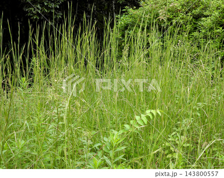 青々と旺盛に生い茂るイネ科の野草と豊かな緑 青々と旺盛に生い茂るイネ科の野草と豊かな緑 143800557