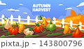 Pumpkin patch cartoon. Farm background. Harvest on hills. Wooden fence, autumn nature. Orange vegetable. Landscape for Thanksgiving. Seasonal rural fields. Vector garish horizontal color illustration 143800796
