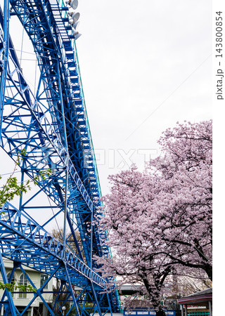 としまえん「サイクロン」と桜 としまえん「サイクロン」と桜 143800854