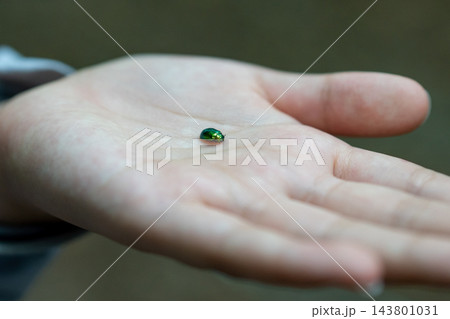 手のひらの上のルリハムシ 手のひらの上のルリハムシ 143801031
