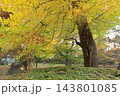 東京都九品仏浄真寺 143801085