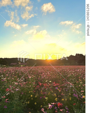 夕日に輝く満開のコスモス畑と空 143801206