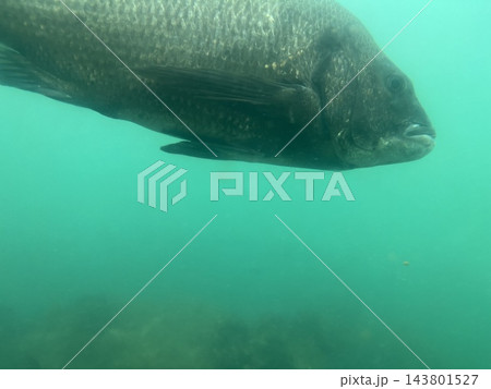 海中の魚たち 143801527