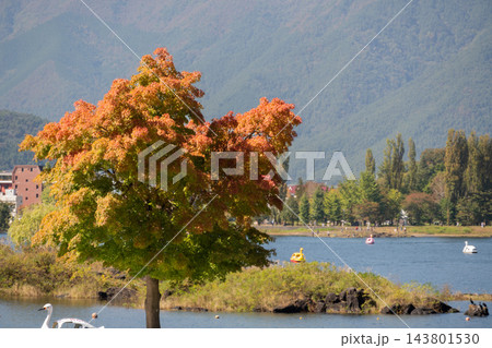 色づき始めた木と湖面に浮かぶスワンボート、背景に山並みの湖畔風景 色づき始めた木と湖面に浮かぶスワンボート、背景に山並みの湖畔風景 143801530