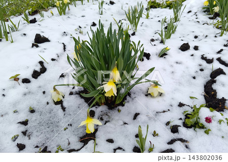 Blooming yellow daffodil flowers covered with fresh white snow in garden during spring Blooming yellow daffodil flowers covered with fresh white snow in garden during spring 143802036