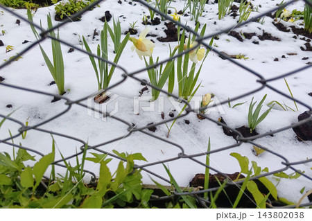 Blooming daffodil flowers growing behind wire mesh fence in snowy garden during spring 143802038