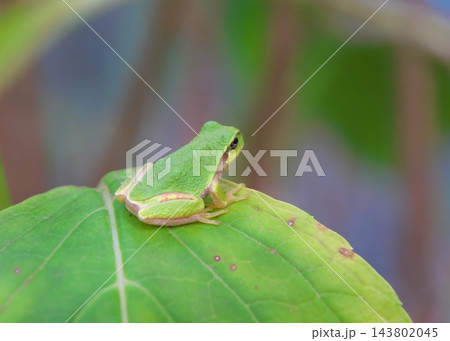 十月のニホンアマガエル 143802045