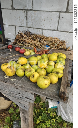 Assorted green and yellow apples arranged on a weathered wooden table beside dried plant stems and a rustic block wall in an outdoor still life Assorted green and yellow apples arranged on a weathered wooden table beside dried plant stems and a rustic block wall in an outdoor still life 143802216