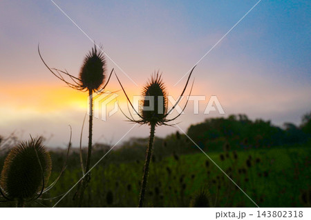 grass flower in the field 143802318