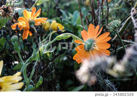 beautiful flowers in the garden 143802320