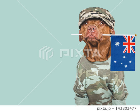 Cute brown dog, military shirt and Australian Flag 143802477