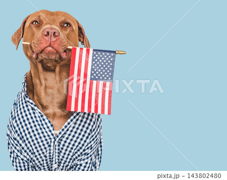 Cute dog and American Flag. Studio shot 143802480