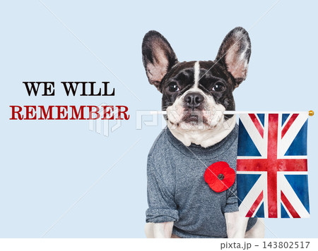 Cute dog with a red poppy pin 143802517
