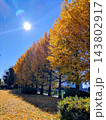 太陽に照らされる紅葉したイチョウの木と落ち葉の黄色い絨毯 143802917