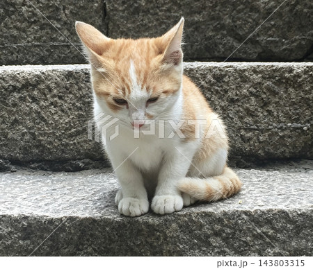 石段の上に座る茶白の子猫 石段の上に座る茶白の子猫 143803315