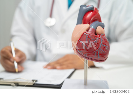 Cardiovascular disease CVD, doctor with heart human model anatomy for treatment patient in hospital. Cardiovascular disease CVD, doctor with heart human model anatomy for treatment patient in hospital. 143803402