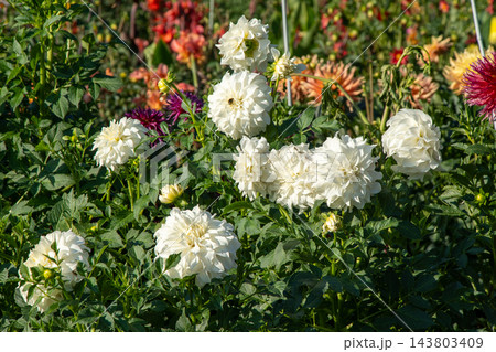 Dahlias bloom in the garden. Bud and bush Dahlia flower 143803409