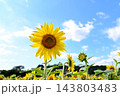青空に咲くひまわり 143803483