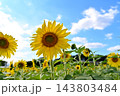 青空に咲くひまわり 143803484