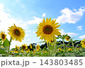 青空に咲くひまわり 143803485