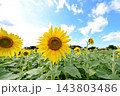 青空に咲くひまわり 143803486