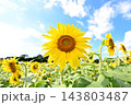 青空に咲くひまわり 143803487