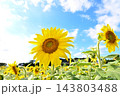 青空に咲くひまわり 143803488
