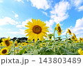 青空に咲くひまわり 143803489