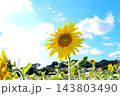 青空に咲くひまわり 143803490