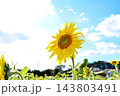 青空に咲くひまわり 143803491