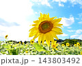 青空に咲くひまわり 143803492