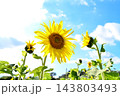 青空に咲くひまわり 143803493