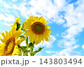 青空に咲くひまわり 143803494