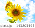 青空に咲くひまわり 143803495