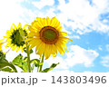 青空に咲くひまわり 143803496